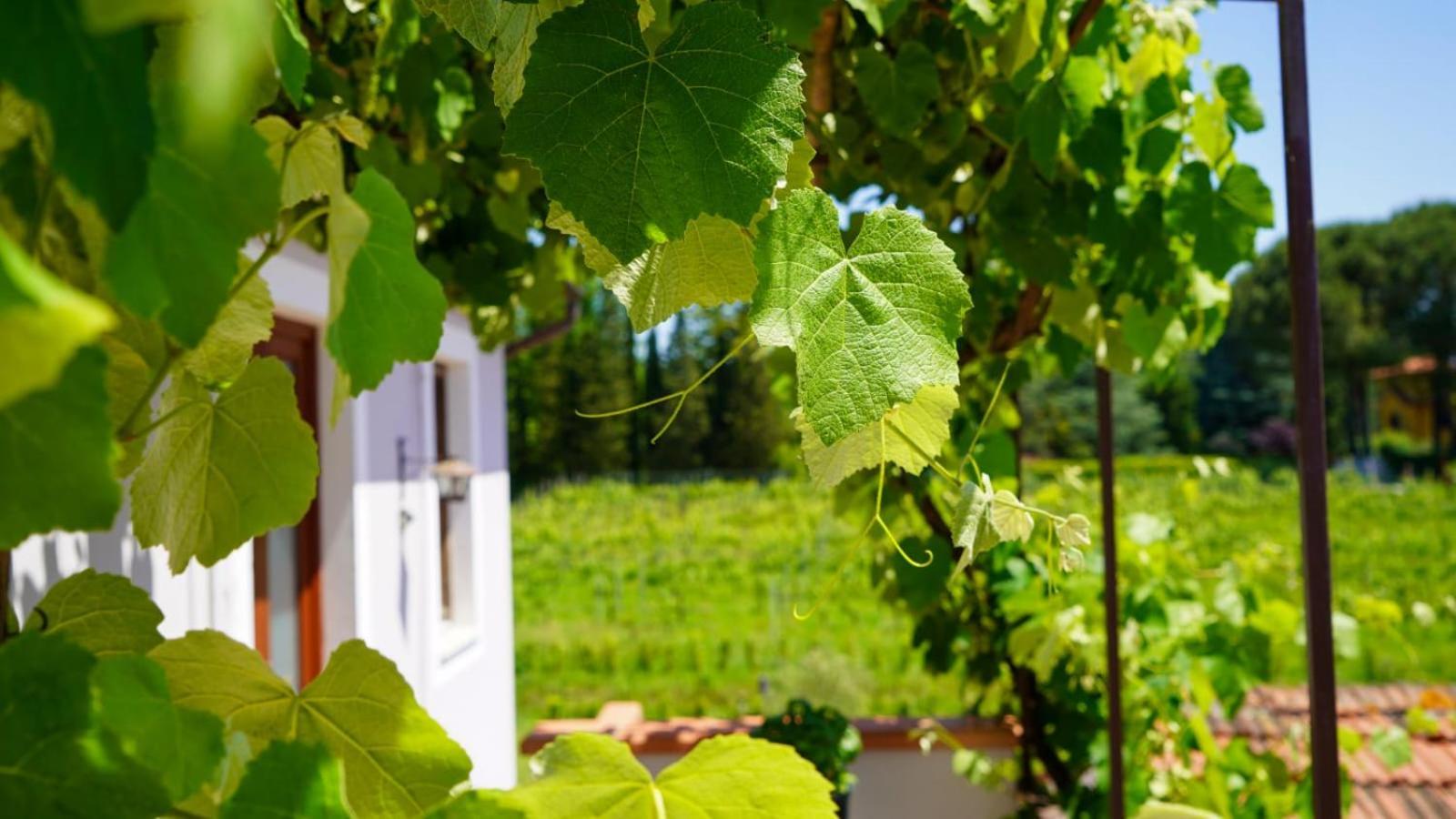 La Casa Nella Vigna Colline Del Vino Apartment Capannori Exterior photo