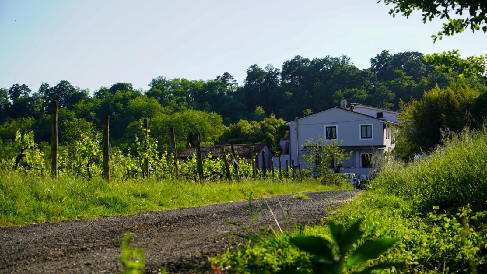 La Casa Nella Vigna Colline Del Vino Apartment Capannori Exterior photo